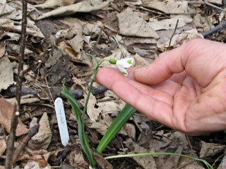 Galanthus plicatus Trymlet