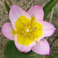 Pink and yellow small tulip seen from top
