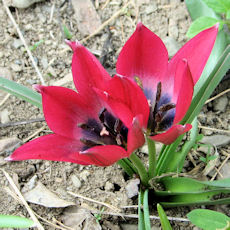 Rose pink species tulip, seen from above