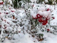 snow on roses