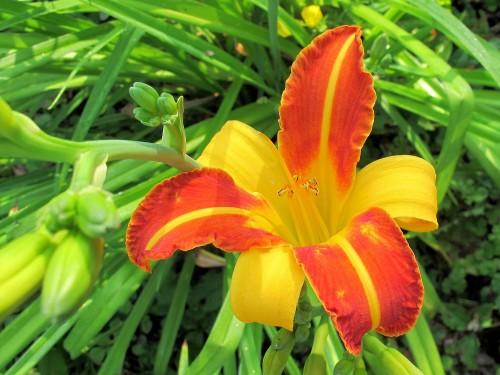 Unknown striped daylily blooming in my garden