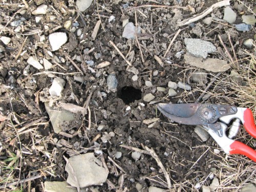 hole made by vole in garden bed