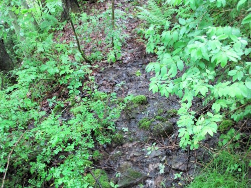 muddy area on woods trail - creating a secret garden