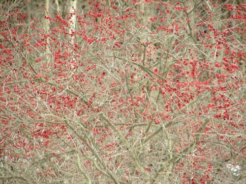Winterberry hedge closeup