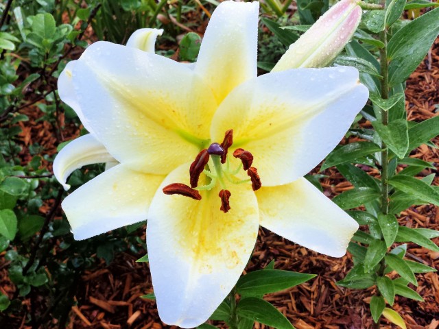 yelloween orienpet lily