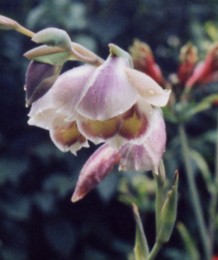 Gladiolus papilio - Heronswood Gardens, September 1996