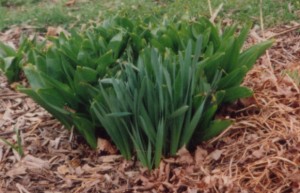 image of daffodil foliage in front of colchicum foliage