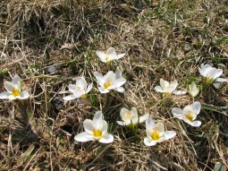 Crocus 'Snow Bunting' (I think) - Photo by Rundy