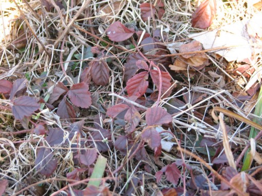 Red foliage of mystery vine