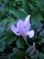 image of a colchicum flower