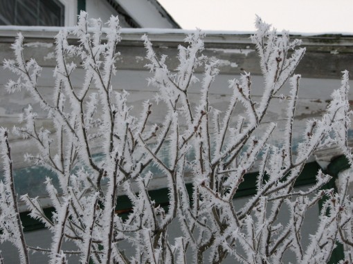 image of twigs edged with frost