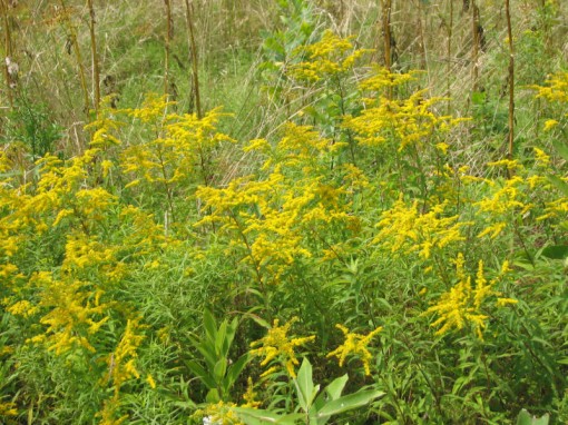 roadside goldenrod Photo by Kathy Purdy on August 16, 2006