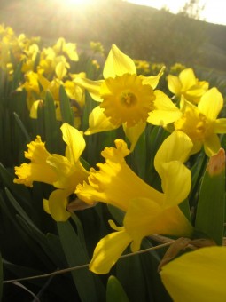 image of yellow trumpet daffodil