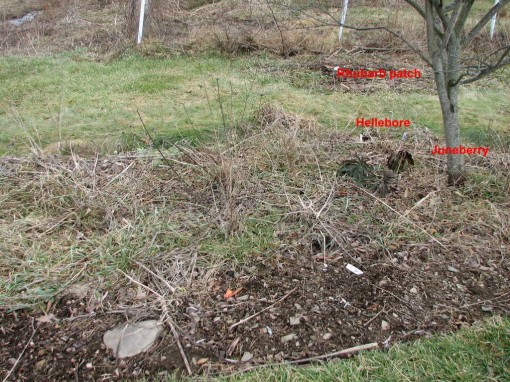 image of partially weeded juneberry bed