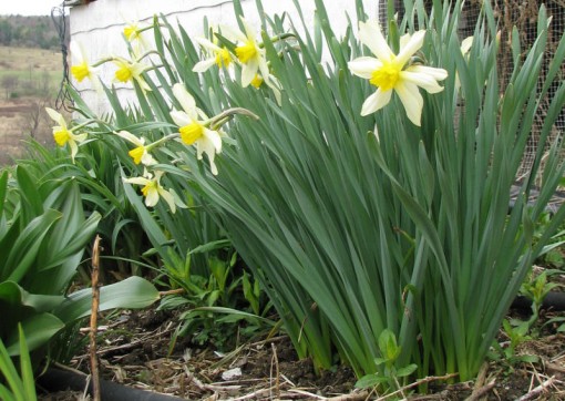 image of a narcissus I call Kathy's Sweetheart