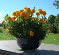 image of a bowl of marigolds