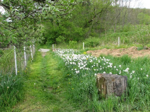 image of Narcissus along Secret Garden path