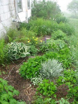 North garden late May