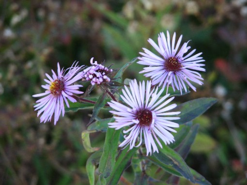 A pale aster