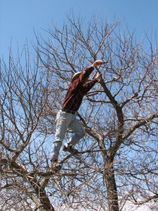 image of man standing on a branch pruning an apple tree - photo by Cadie