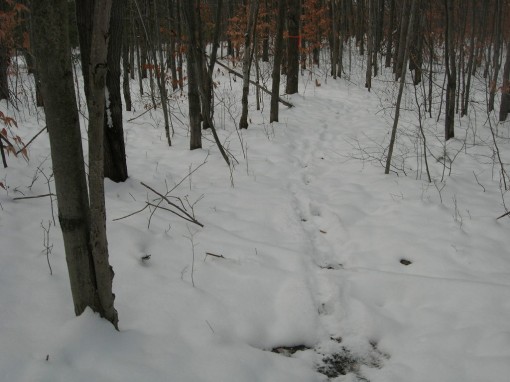 image of Snowy path through the woods