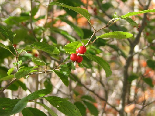 Red-berried native shrub