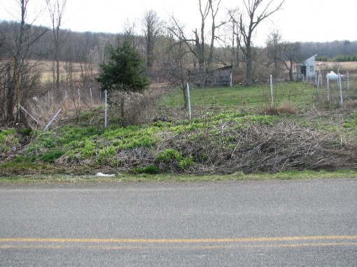 Winterberry hedge site