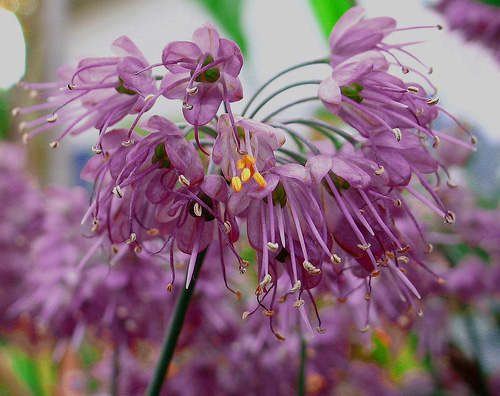 Allium thunbergii 'Ozawa' photo by wynd