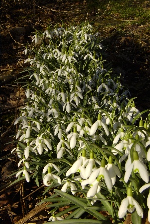 image of a large group of snowdrops growing in the secret garden