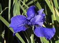 deep blue Siberian iris
