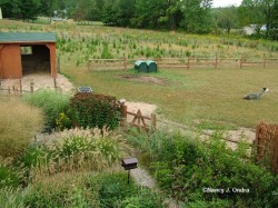 Image of alpaca barn and pasture