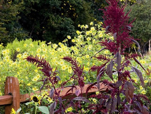 Image of Lemon Queen perennial sunflower and Hopi Red Dye amaranth taken by Rob Cardillo and featured on p. 25 of Fallscaping by Ondra and Cohen