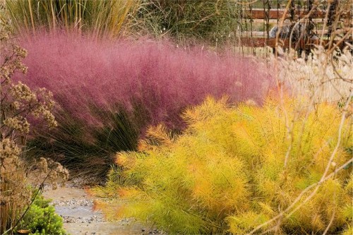 Image of pink muhly grass and the autumn foliage of Arkansas bluestar from the book Fallscaping by Nancy Ondra and Stephanie Cohen