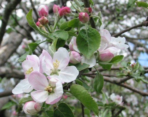 Apple blossoms - Photo by Rundy 2006