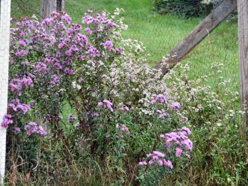 Image of asters blooming