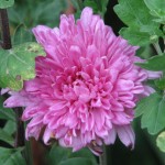 Image of a lilac chrysanthemum flower