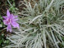 Image of purply-pink double colchicum with white variegated ornamental grass