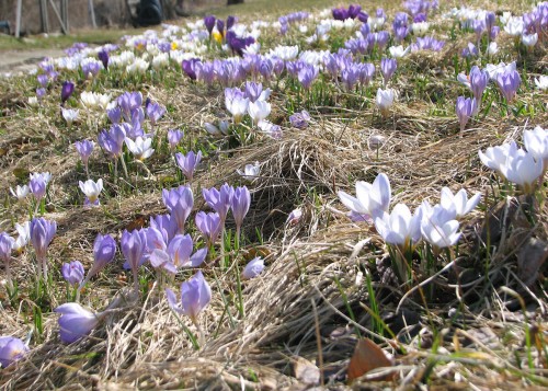 Image of crocuses growing on a slope