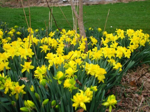 Daffodils galore!