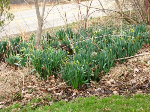 Daffodils on the verge of blooming