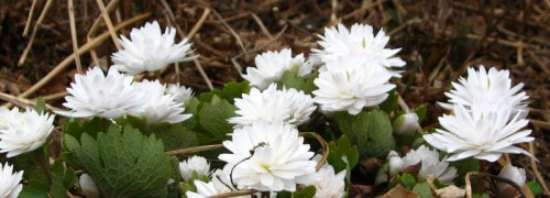 Double bloodroot - passalong from Bub