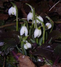 Double snowdrops win the prize this year
