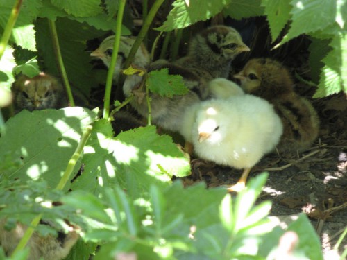 Image of newly hatched chicks under plant foliage