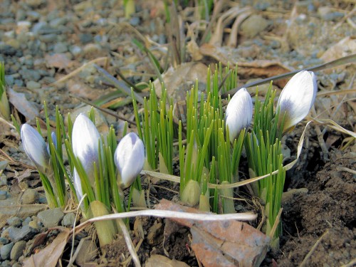 Image of white crocus with slate blue feathering