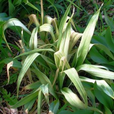Image of bleached out daylily foliage
