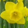 An unknown jonquil-type narcissus