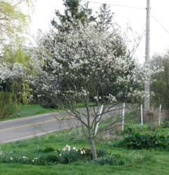 The Juneberry that gives the Juneberry bed its name