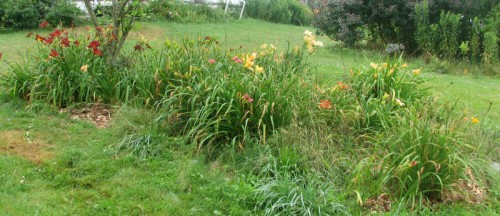 Image of daylily bed
