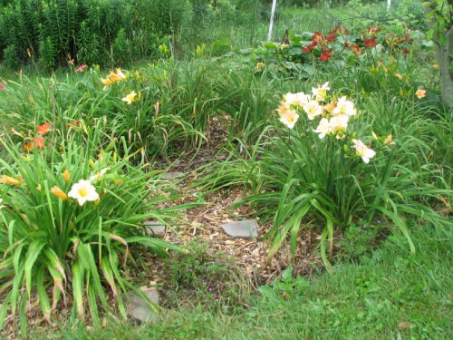 Image of partially mulched daylily bed