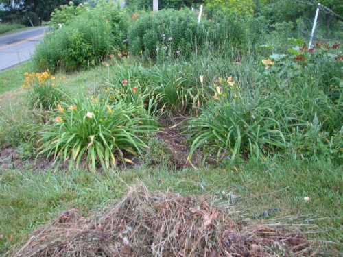 Image of partially weeded daylily bed